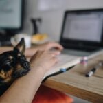 パソコンで仕事をしている女性のそばに犬